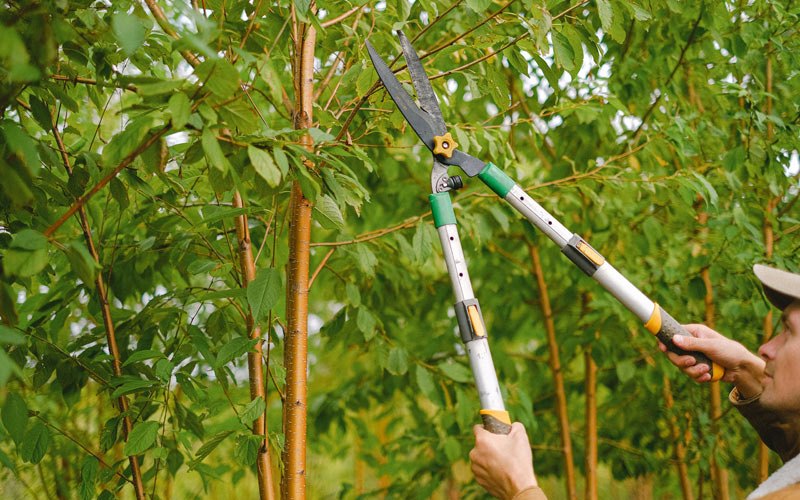 Tree trimming in Arnold, MO